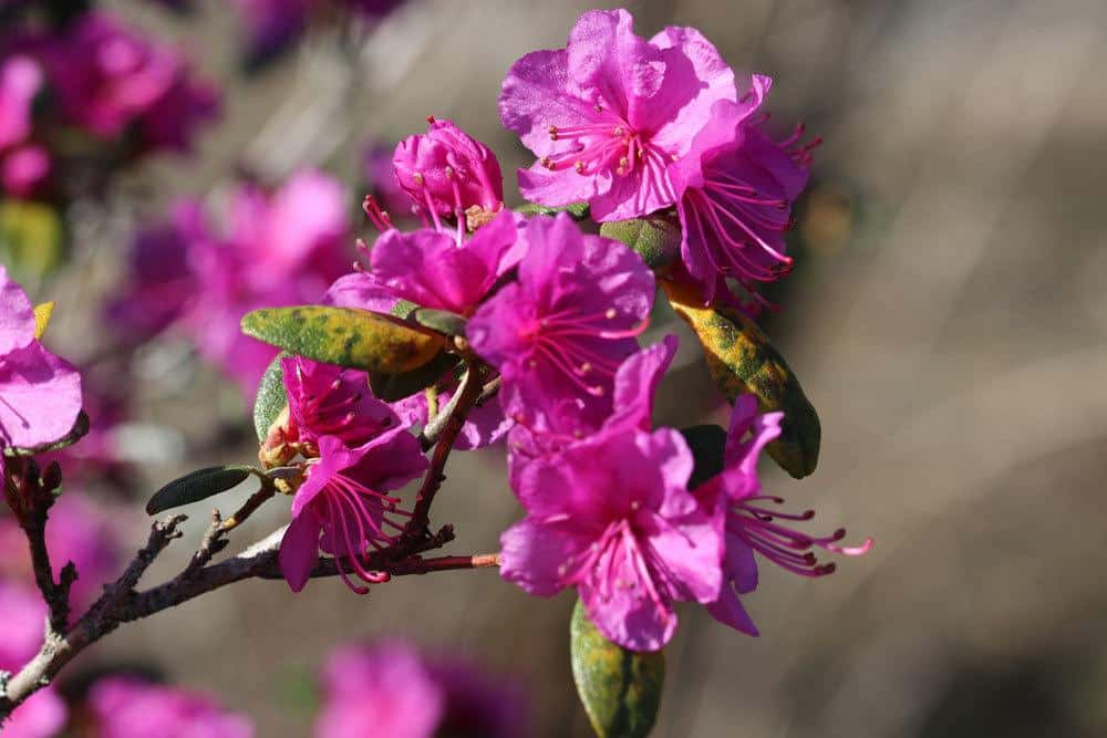 vergilbte Blätter am Rhododendronstrauch