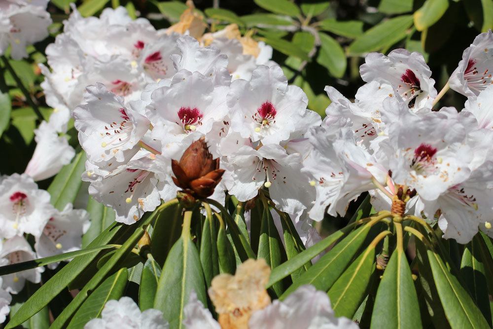 Knospensterben am Rhododendron