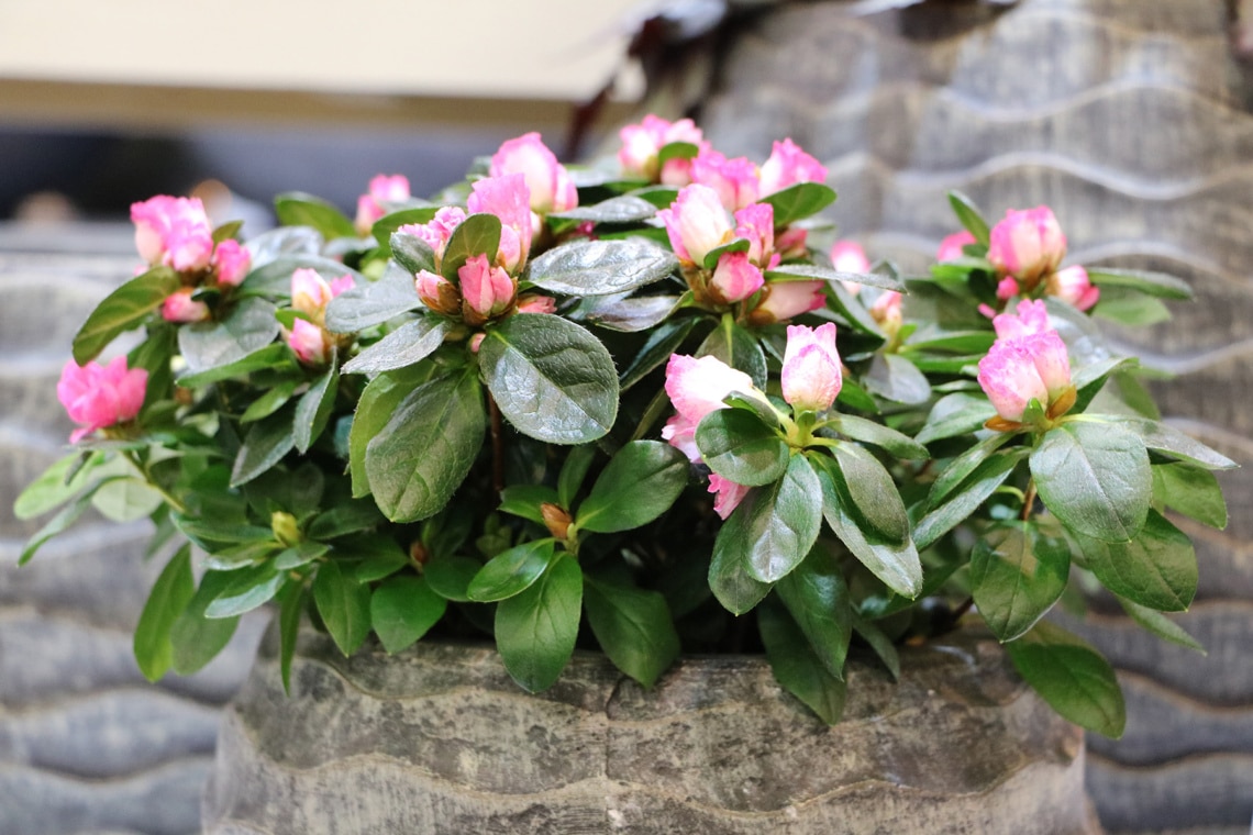 rosa Rhododendron im Kübel