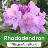 Rhododendron-Pflege