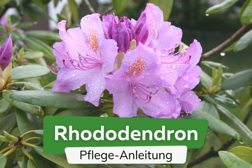 Rhododendron-Pflege