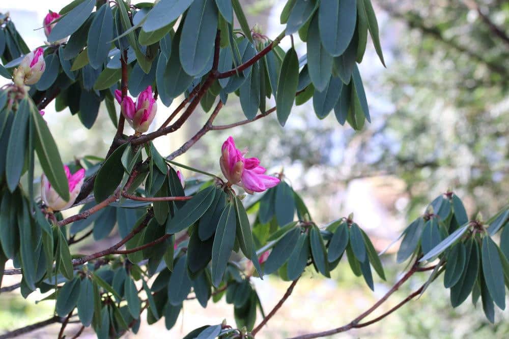 Rhododendron an den richtigen Standort umpflanzen