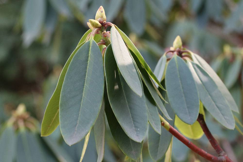 umgesetzter Rhododendron mit frischen Blütenknospen