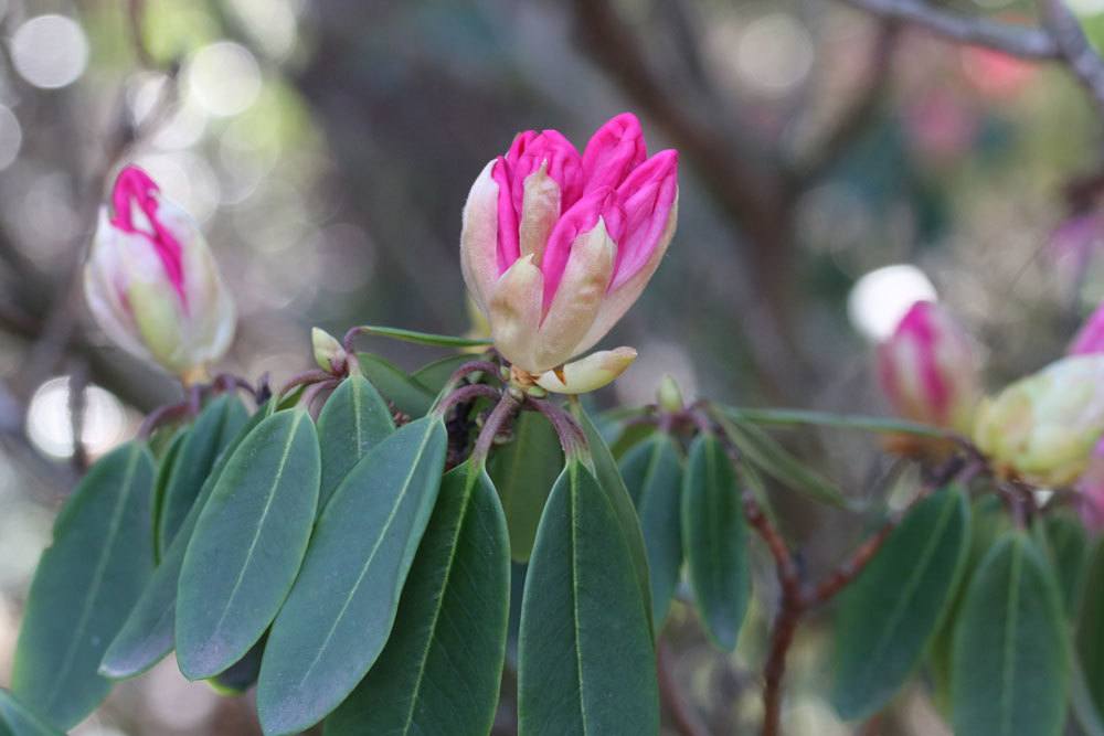 umgesetzter Rhododendron blüht