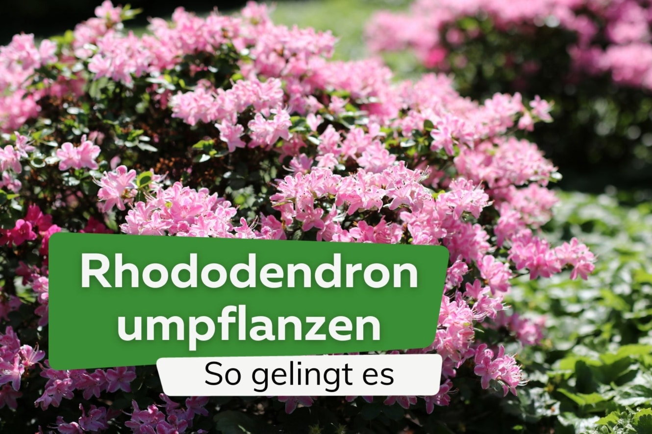Wie Gro Wird Rhododendron