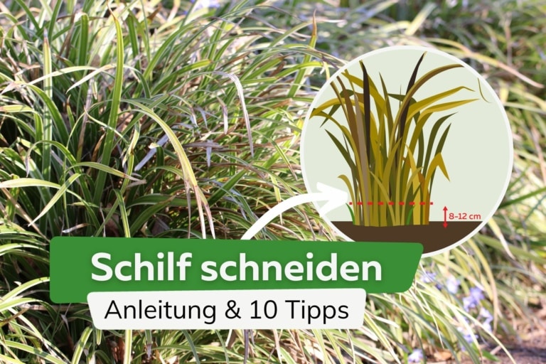 Schilf schneiden 10 Tipps und Anleitung für Schilfgräser
