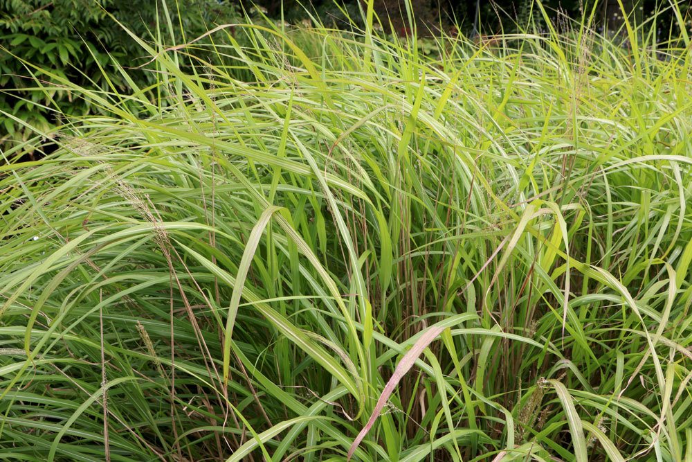 Schilfgras als Chinaschilf im Garten