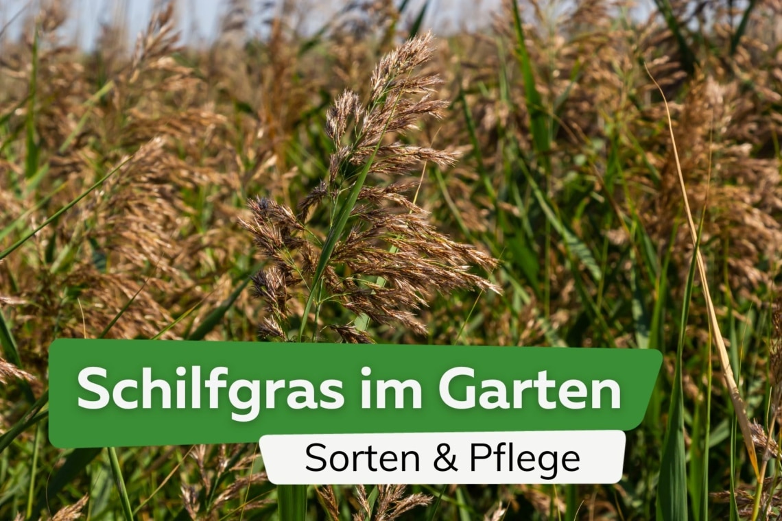 Schilfgras im Garten - Sorten und alles über die Pflege von Schilf