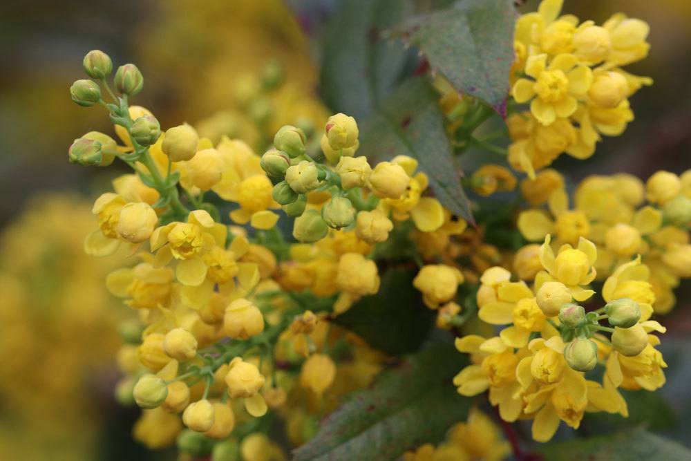 gelbe Blüten einer Mahonie