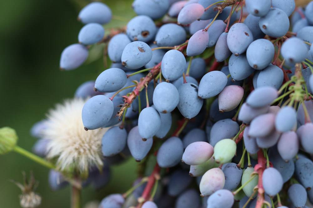 Beeren an einer Mahonie