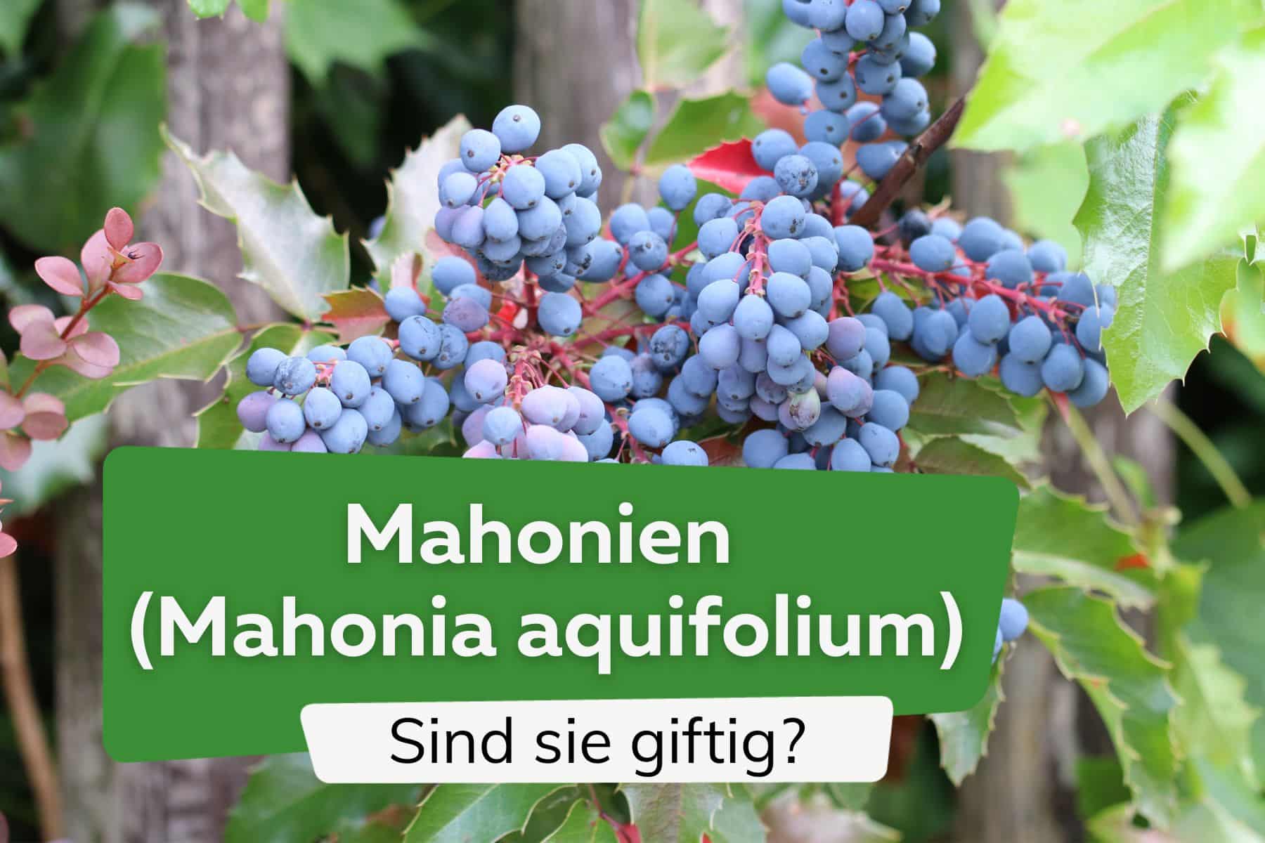 Sind Mahonien (Mahonia aquifolium) giftig? Infos für Kinder und Tiere