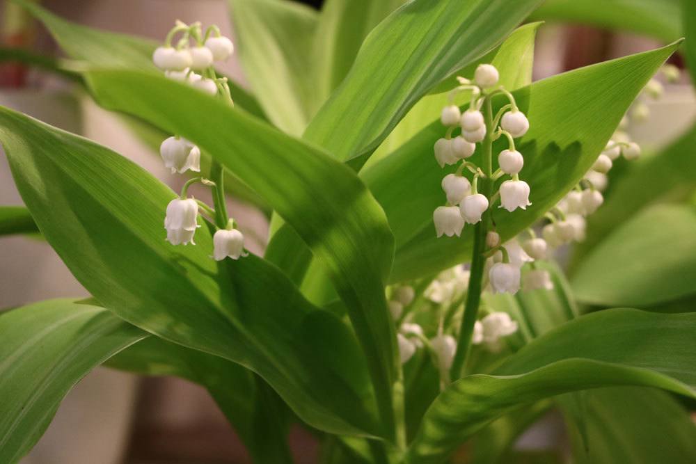 Maiglöckchen, Convallaria majalis