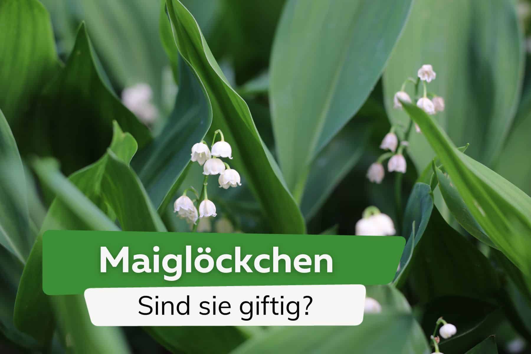 Sind Maiglöckchen giftig? Ja - alle Infos für Kinder und Haustiere