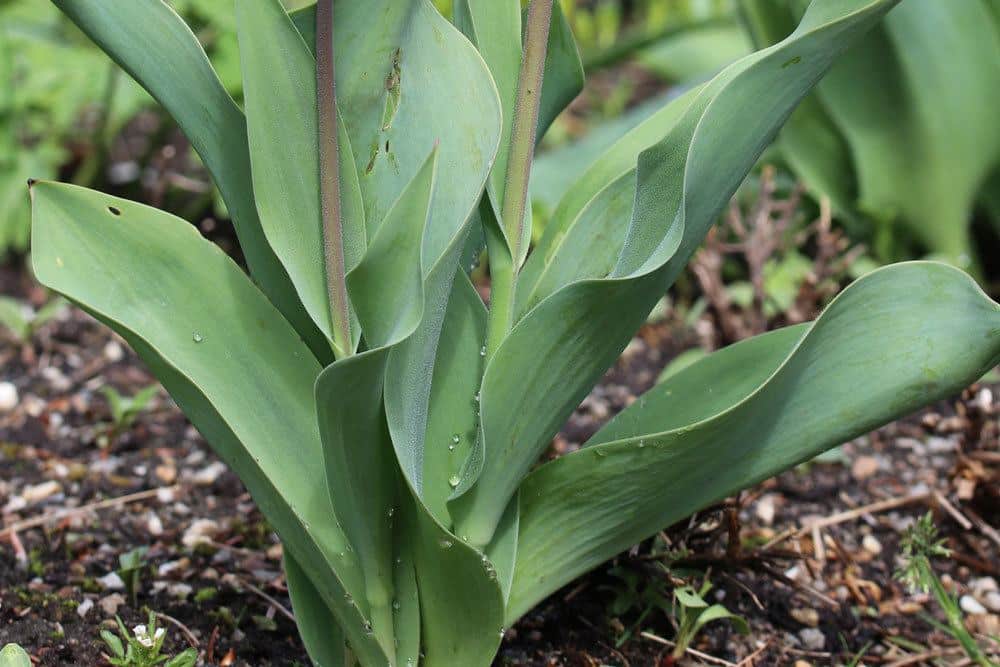 Blätter von Tulpenpflanzen