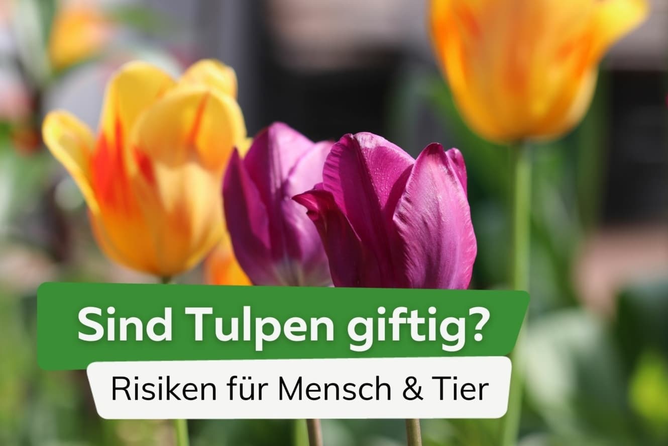 Wann Schneidet Man Verblühte Tulpen Ab Nach der Blüte: darf man verblühte Tulpen schneiden?