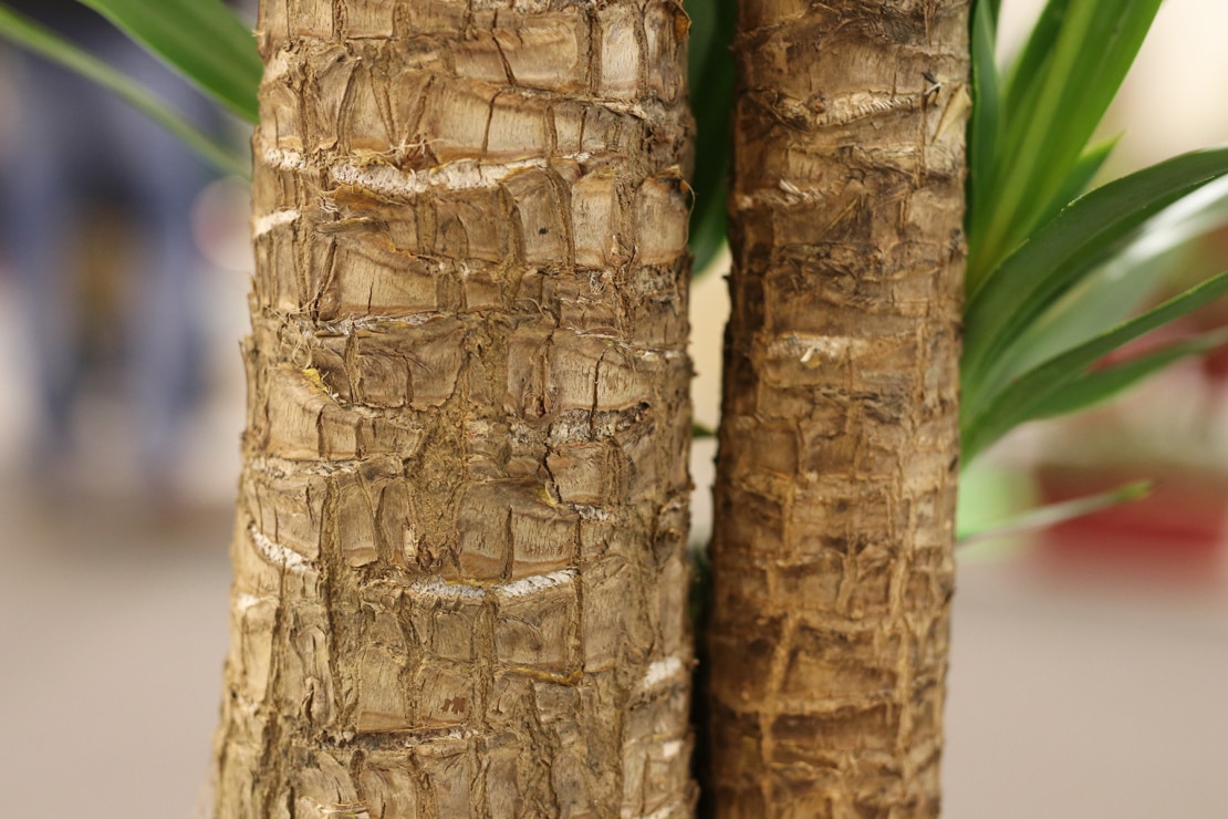 SAMEN Wunderschöner Roter Stamm: Die Seltene Siegellack-Palme