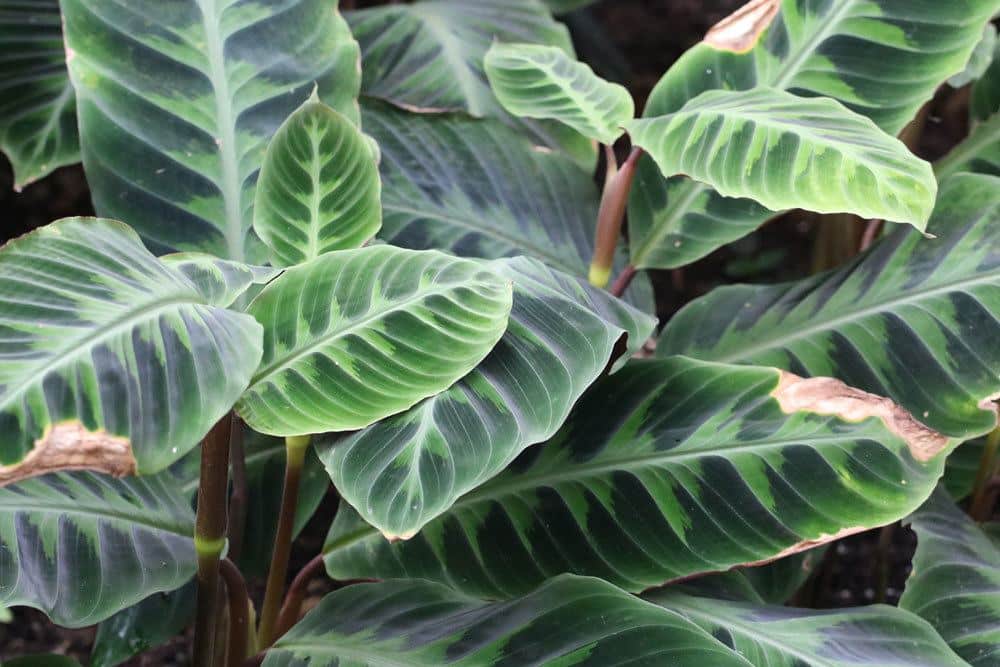 Korbmarante, Calathea zebrina als Pflanze für Haustiere