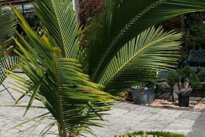 22 winterharte Palmen für Garten und Kübel auf dem Balkon