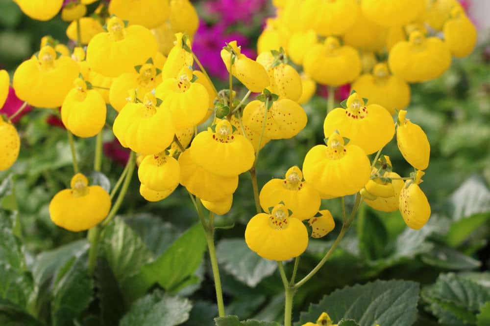 Pantoffelblume lässt sich auch als Zimmerpflanze halten