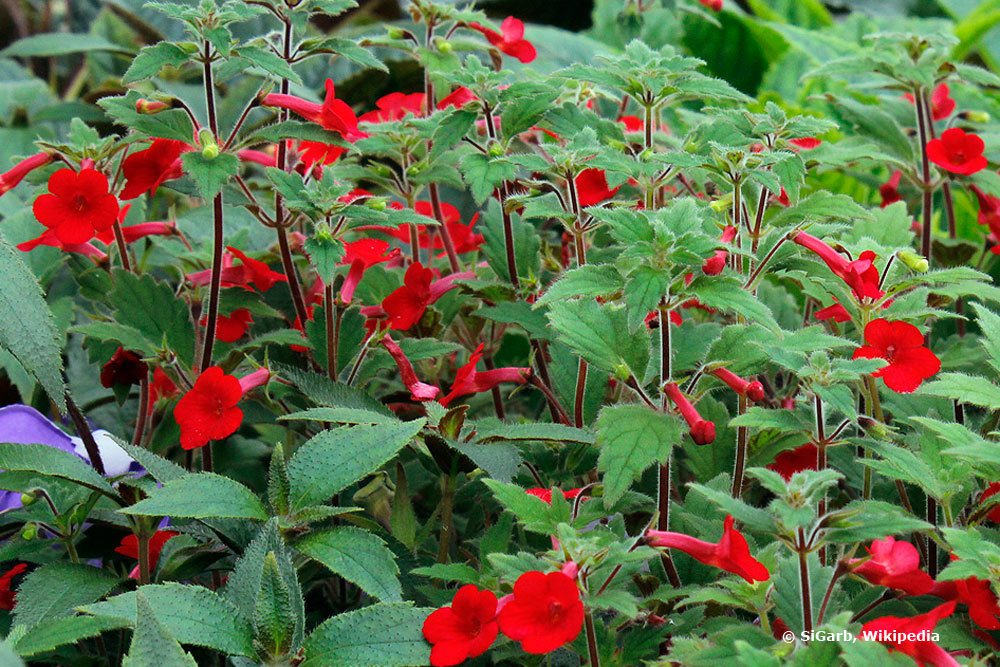 Schiefteller, Achimenes erecta ist als Pflanze mit Tierhaushalt geeignet