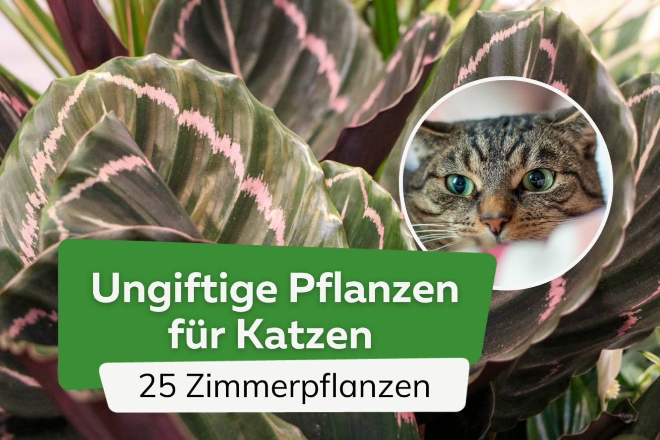 Pflanze Ungiftig Fur Katzen