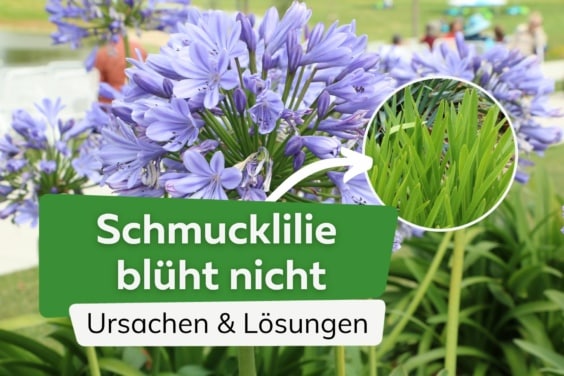 Wenn die Schmucklilie (Agapanthus) nicht blüht - 8 Tipps