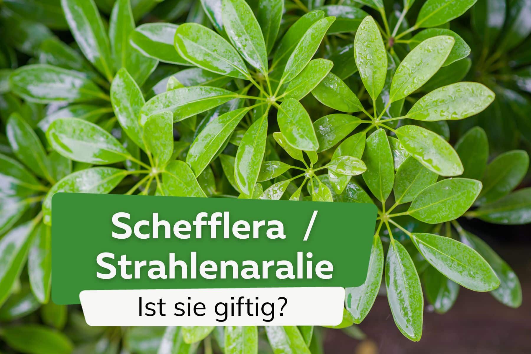 Wie giftig ist die Schefflera - Strahlenaralie, Lackblatt? Alle Infos