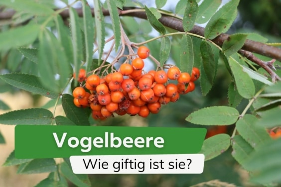 Wie giftig ist die Vogelbeere für Kinder, Hunde und Katzen?