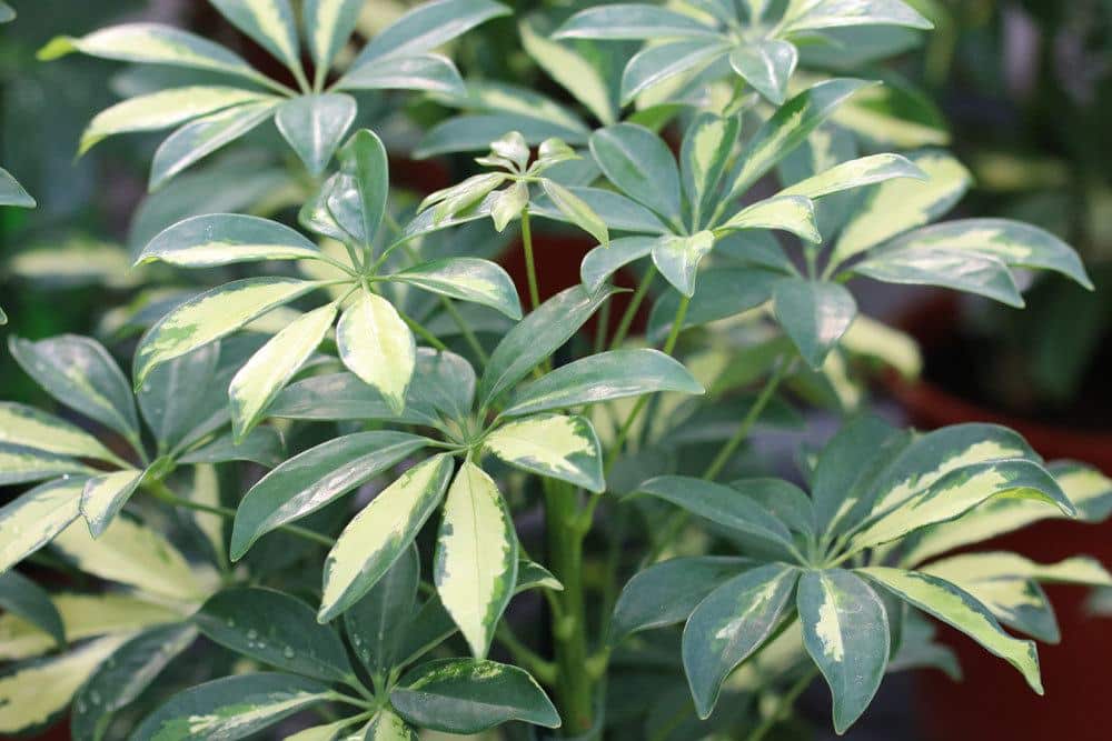 Schefflera ist toxisch in seinen Pflanzenteilen