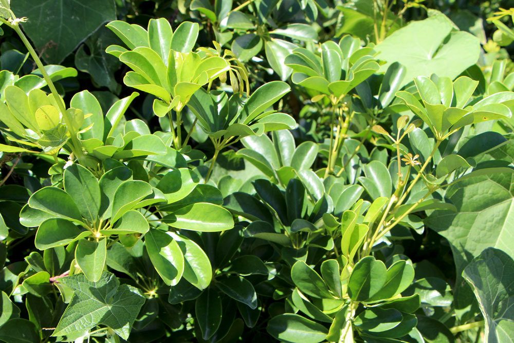 Schefflera wird auch Lackblatt genannt