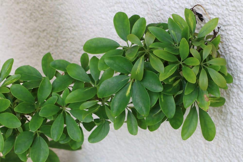 Schefflera enthält Giftstoffe