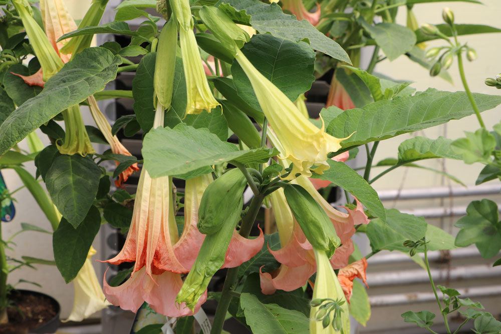 Engelstrompete mit vielen Blüten