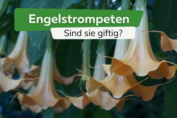 Wie giftig sind Engelstrompeten (Brugmansia) für Menschen und Tiere?