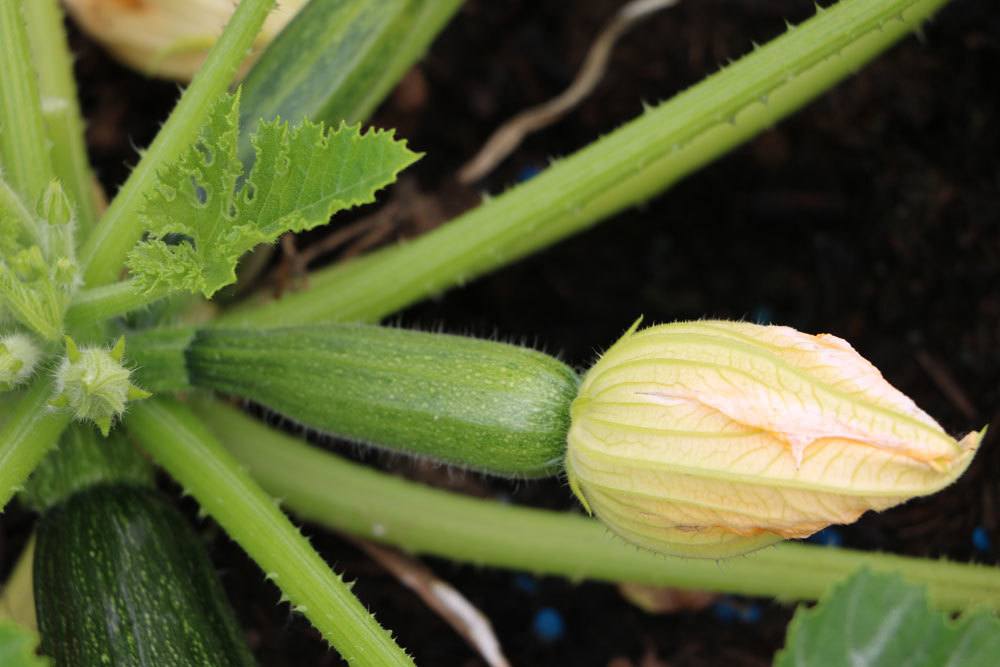 Zucchiniblüte an einer Zucchini