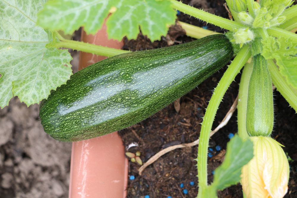 Zucchini ist ein Kürbisgewächs