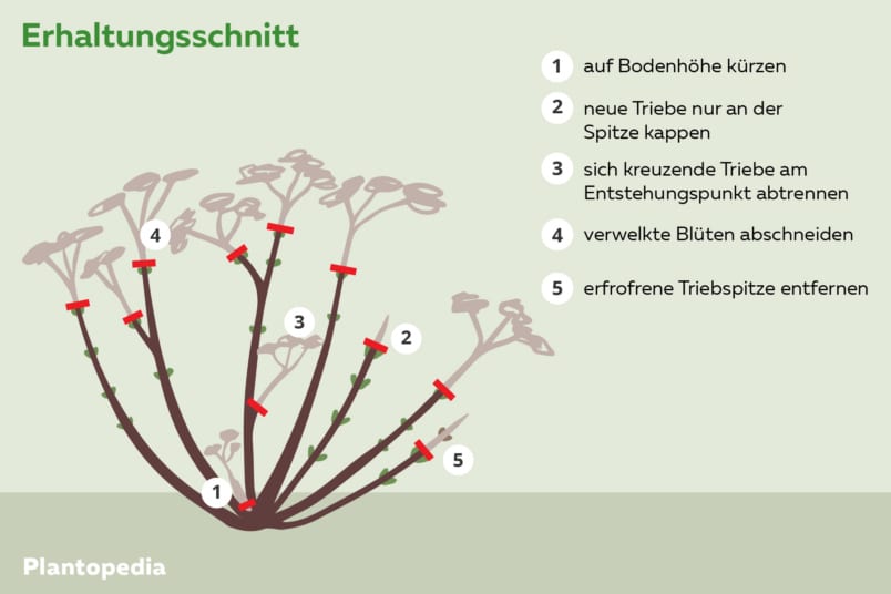 Erhaltungsschnitt