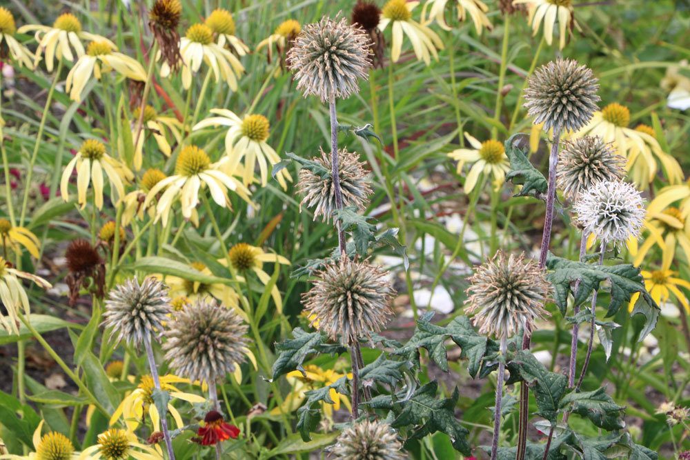 Kugeldistel lässt sich auch trocknen