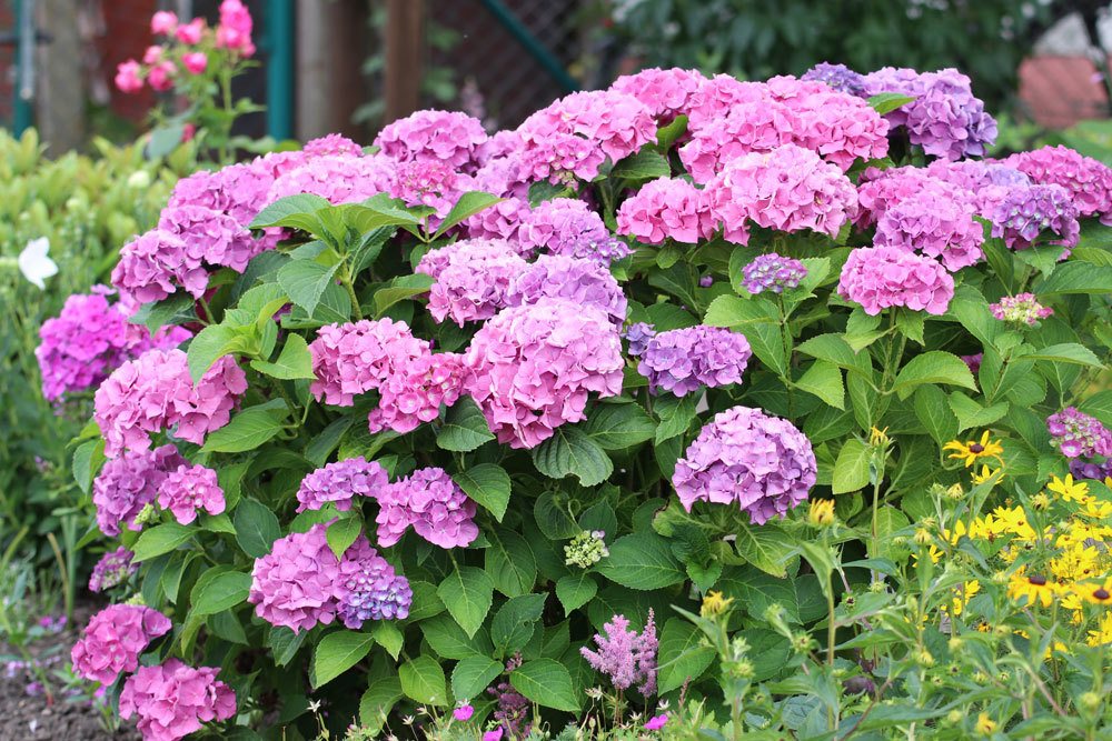 Bauernhortensie blüht von Juni bis September