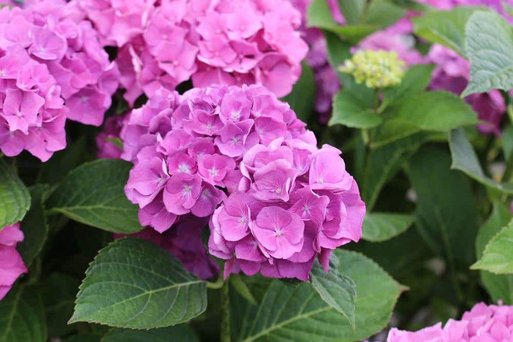 Bauernhortensie im Garten