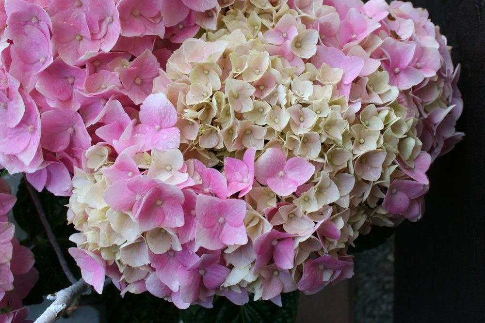 Bauerhortensie als Balkon- oder Kübelpflanze geeignet