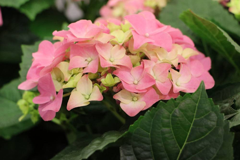 Bauernhortensie ideal für einen Blumengarten