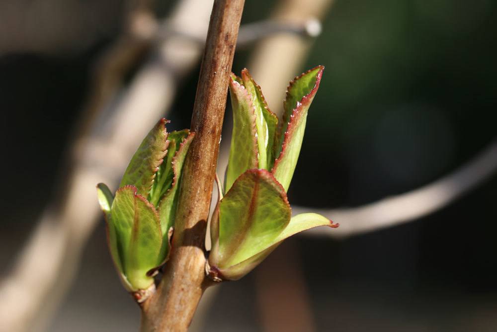 Gartenhortensie treibt neu am Zweig aus