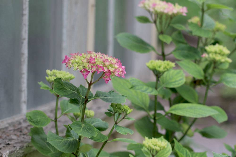 Gartenhortensie wächst bis zu zwei Meter hoch