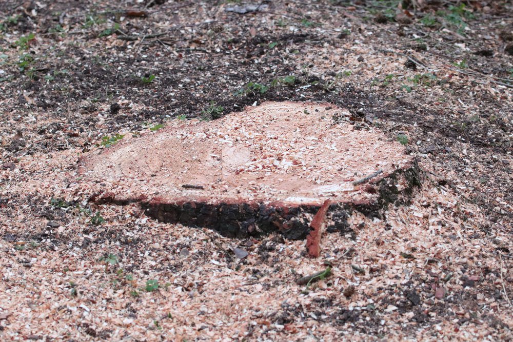 Baumstumpf mit Wurzeln aus Erde entfernen