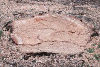 Baumwurzel Entfernen Anleitung F r 5 Wege Gegen Hartn ckige Wurzeln baumwurzel-entfernen-anleitung-f-r-5-wege-gegen-hartn-ckige-wurzeln