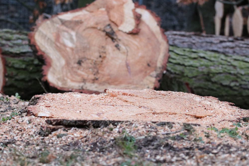 Baumstumpf mit verschiedenem Werkzeug beseitigen, Baum fällen