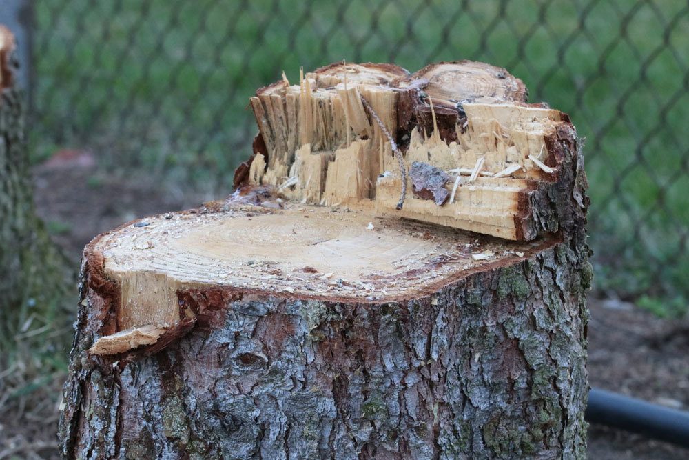 Baumstumpf im Garten entfernen