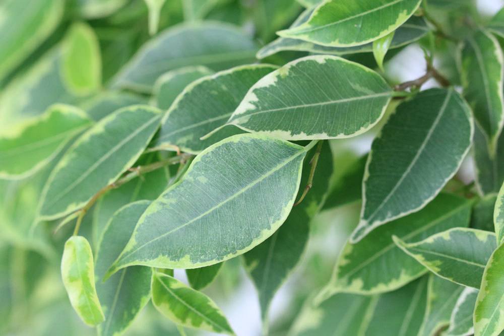 Ficus Benjamini mit seinen besonderen Blättern