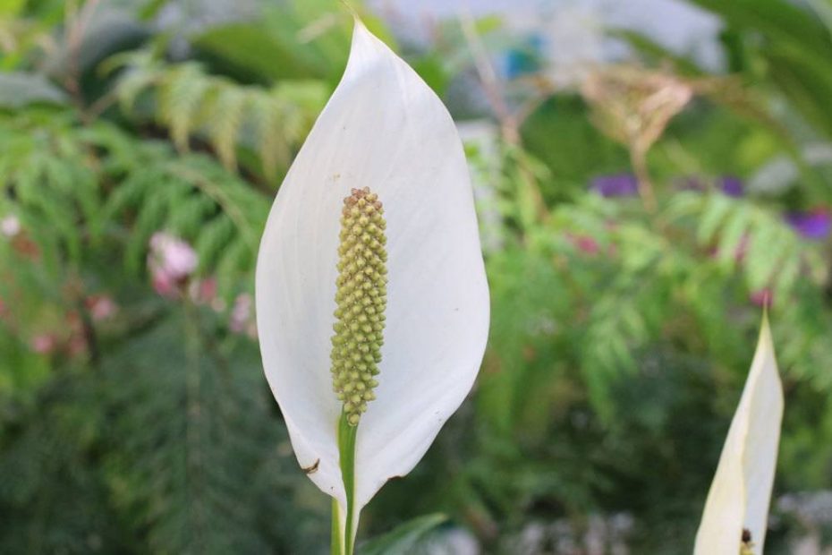 Einblatt blüht nicht so helfen Sie Spathiphyllum zu neuen Blüten