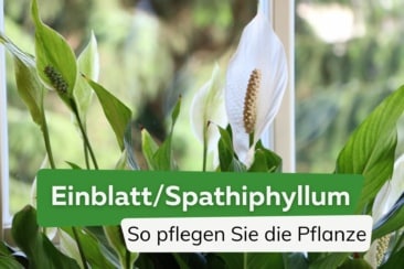 Einblatt: so pflegen Sie die beliebte Zimmerpflanze mit weißen Blüten